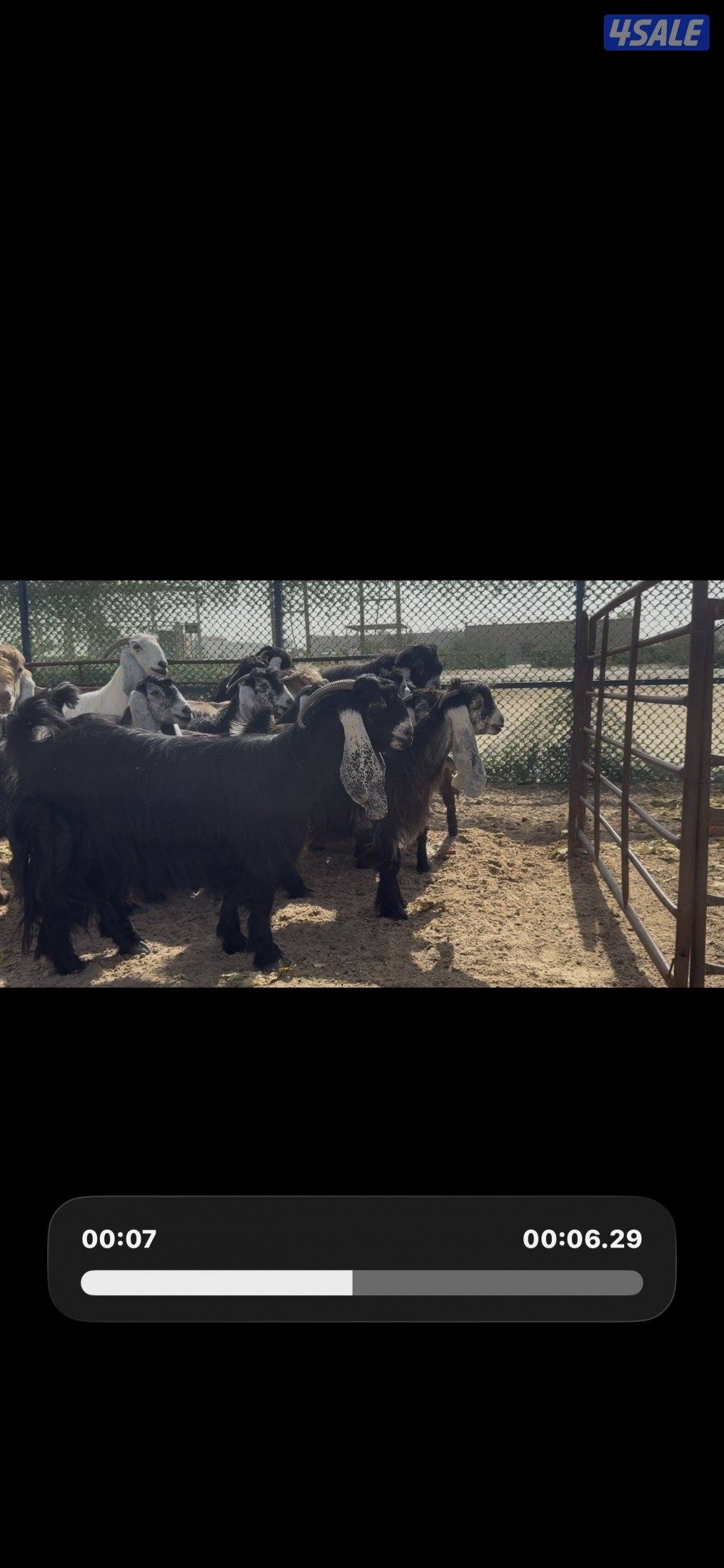 جذعات عوارض ربش العداد 10 مع التيس0