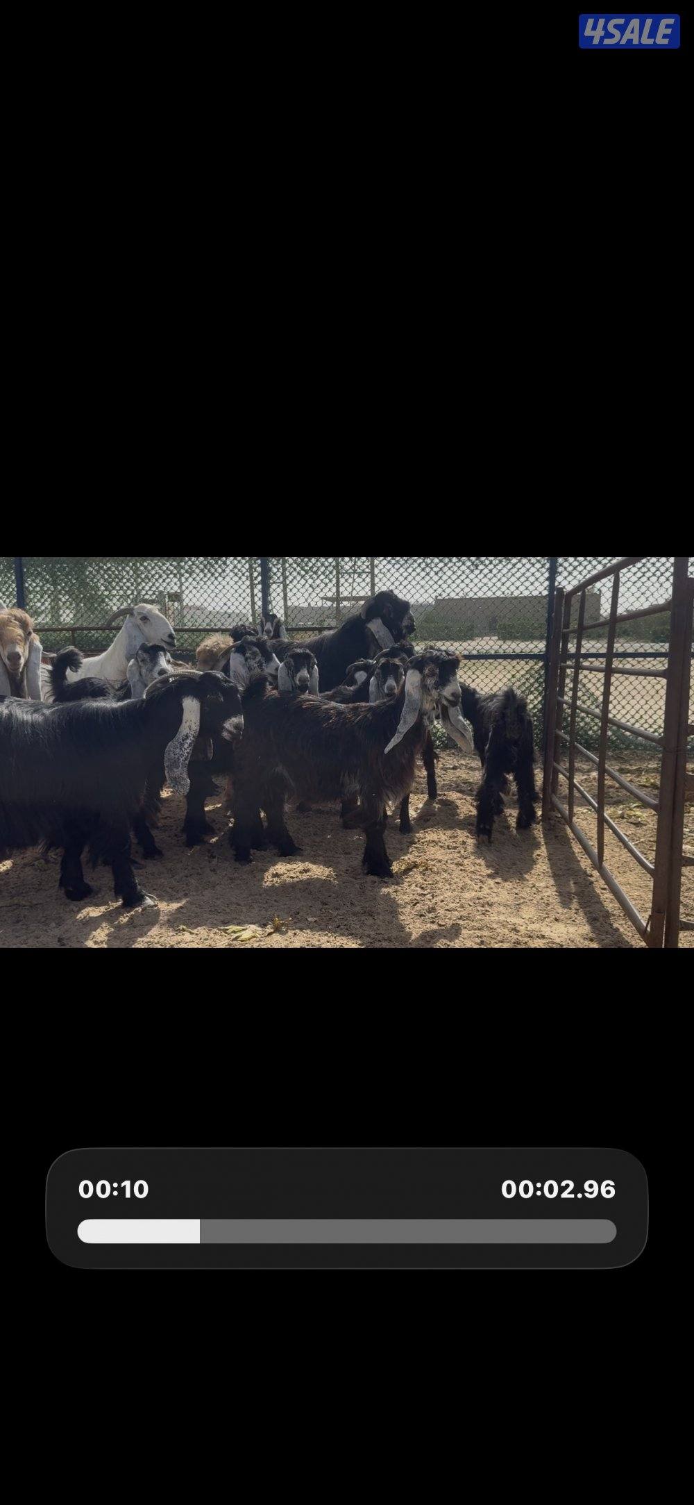 جذعات عوارض ربش العداد 10 مع التيس2