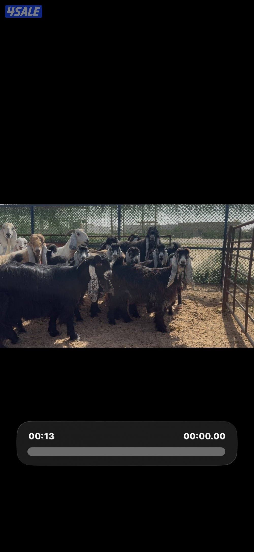 جذعات عوارض ربش العداد 10 مع التيس3