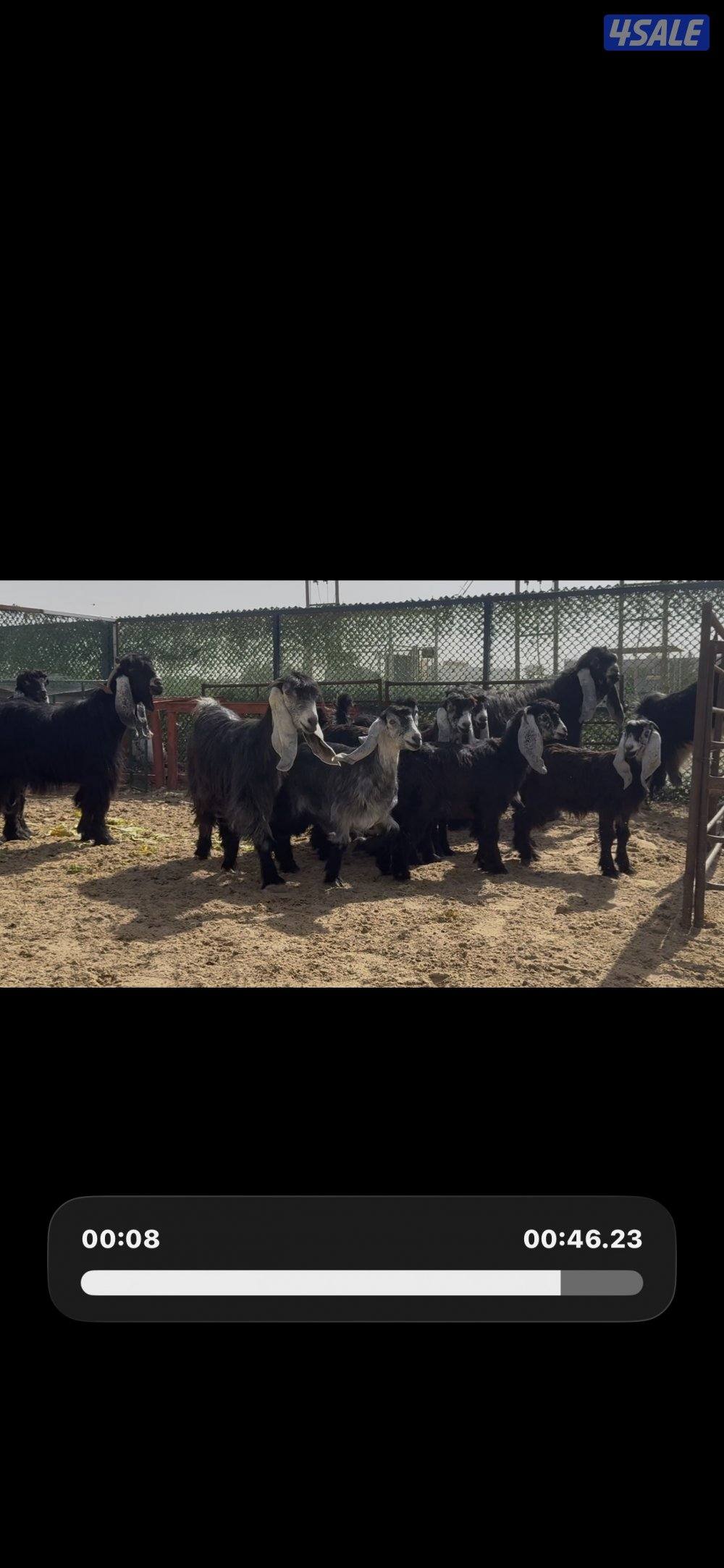 جذعات عوارض ربش العداد 10 مع التيس4