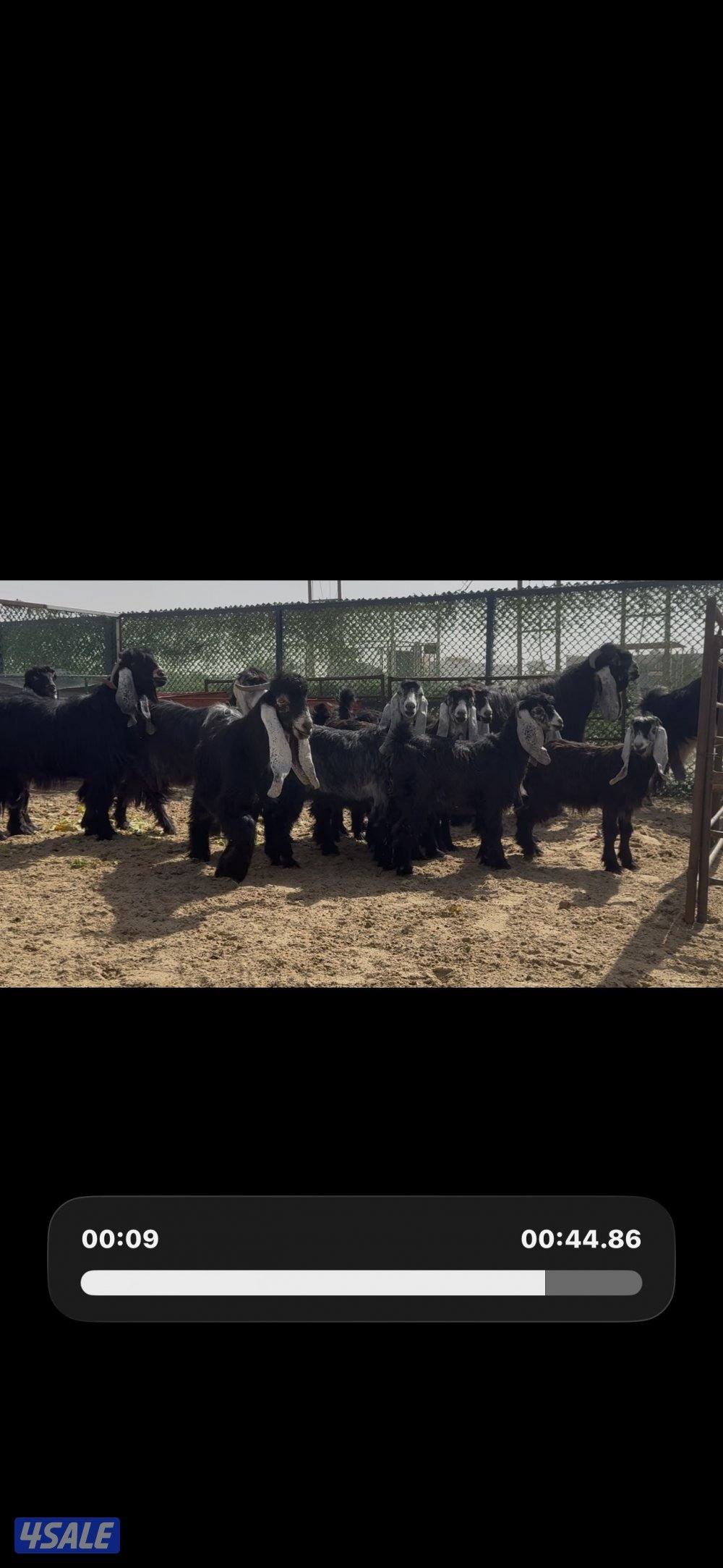 جذعات عوارض ربش العداد 10 مع التيس7