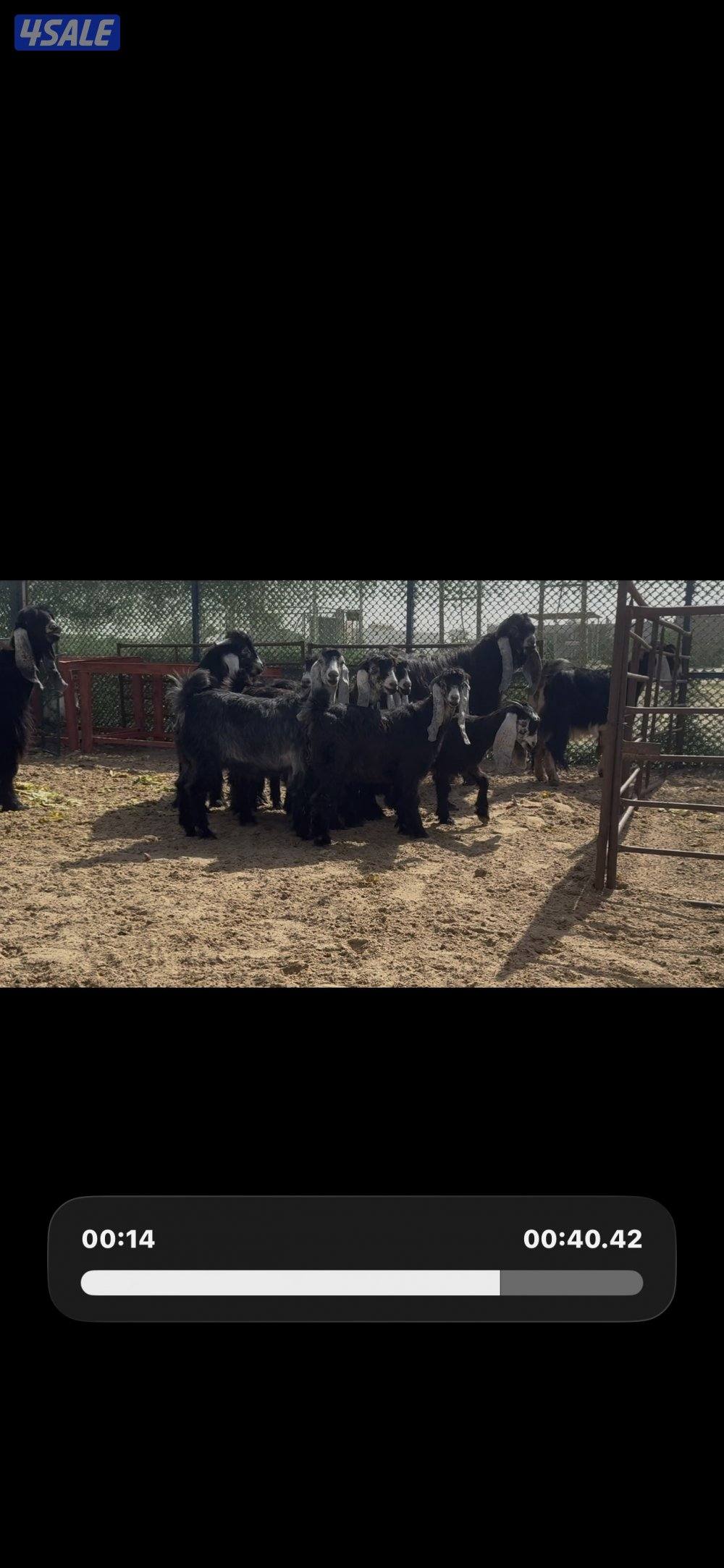 جذعات عوارض ربش العداد 10 مع التيس10