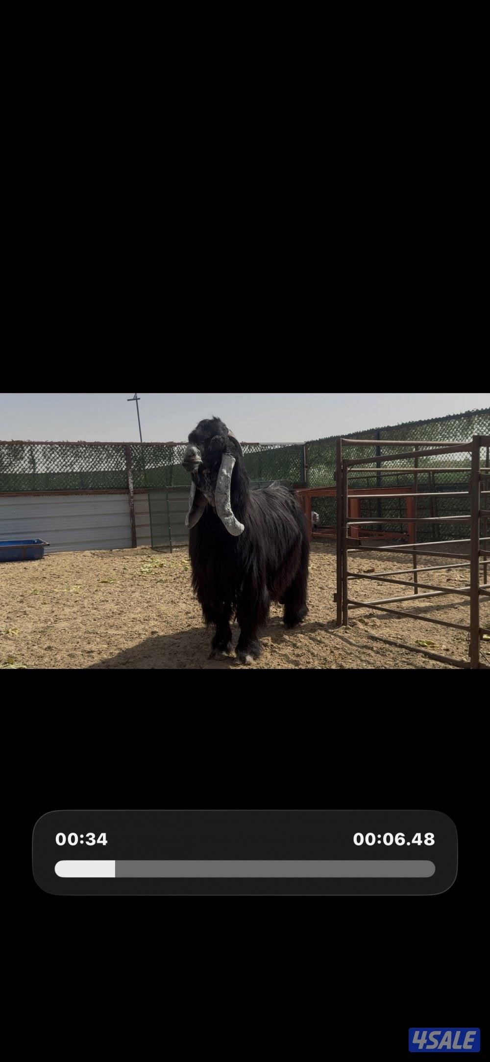 جذعات عوارض ربش العداد 10 مع التيس12