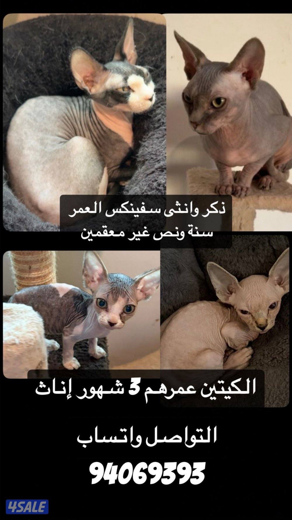 سفينكس للبيع0