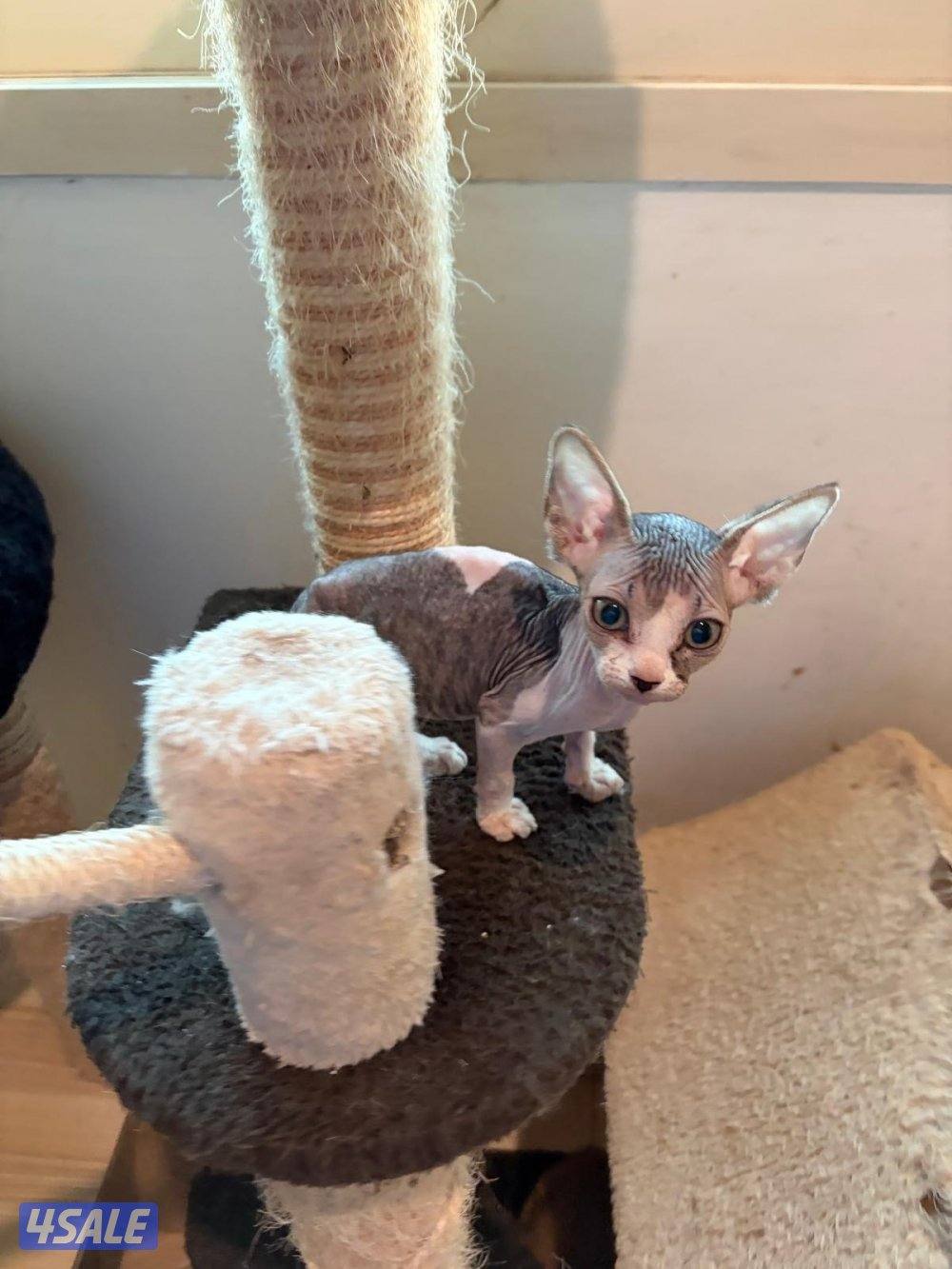 سفينكس للبيع1