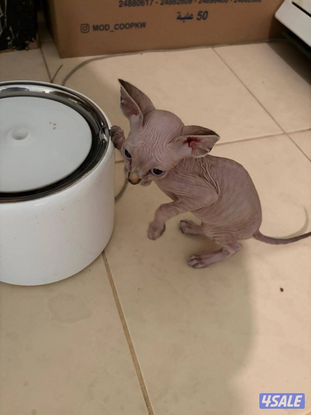 سفينكس للبيع3