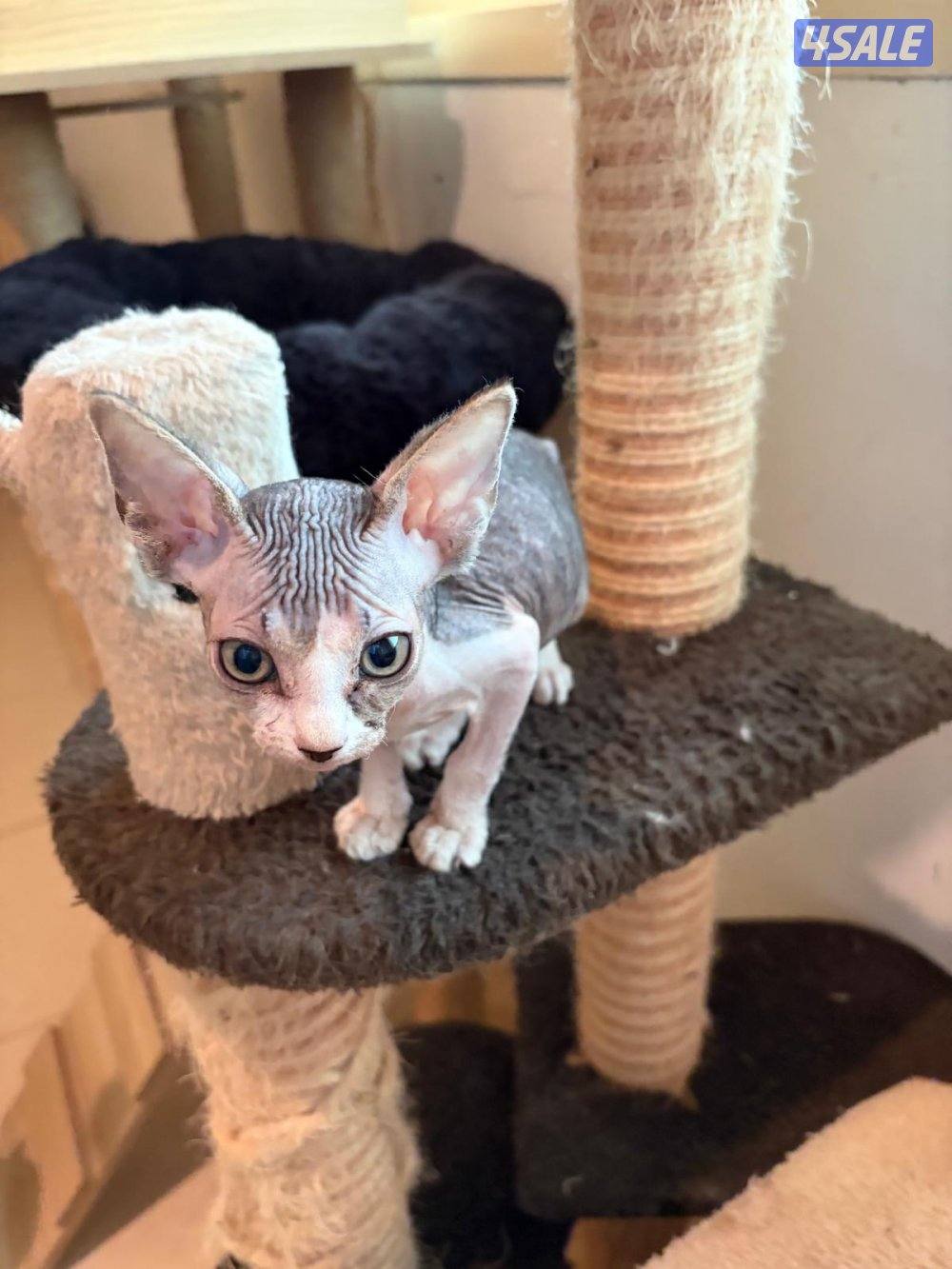 سفينكس للبيع2