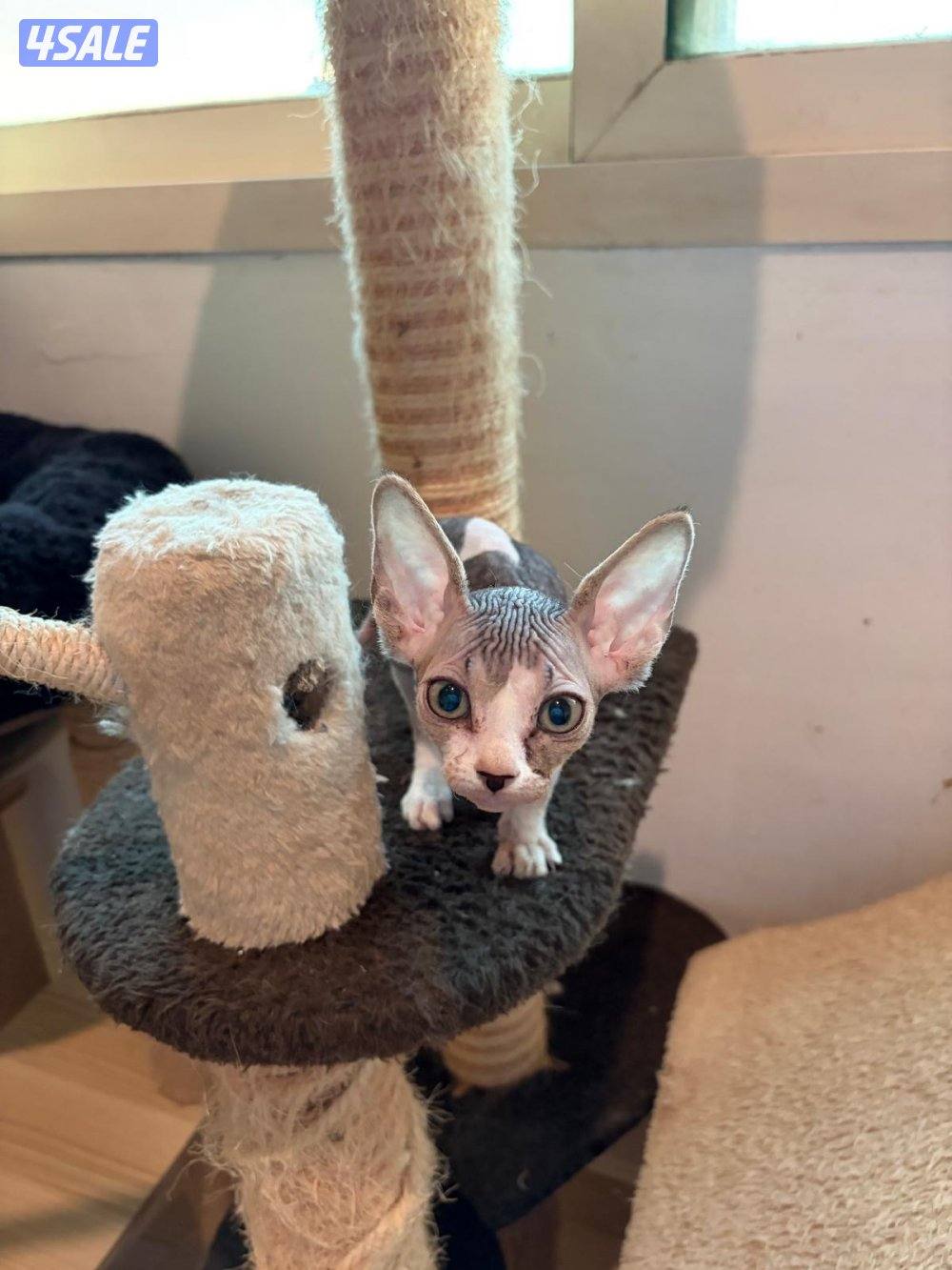 سفينكس للبيع4