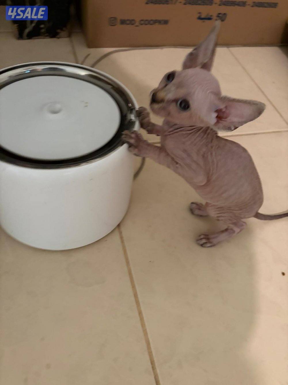 سفينكس للبيع5