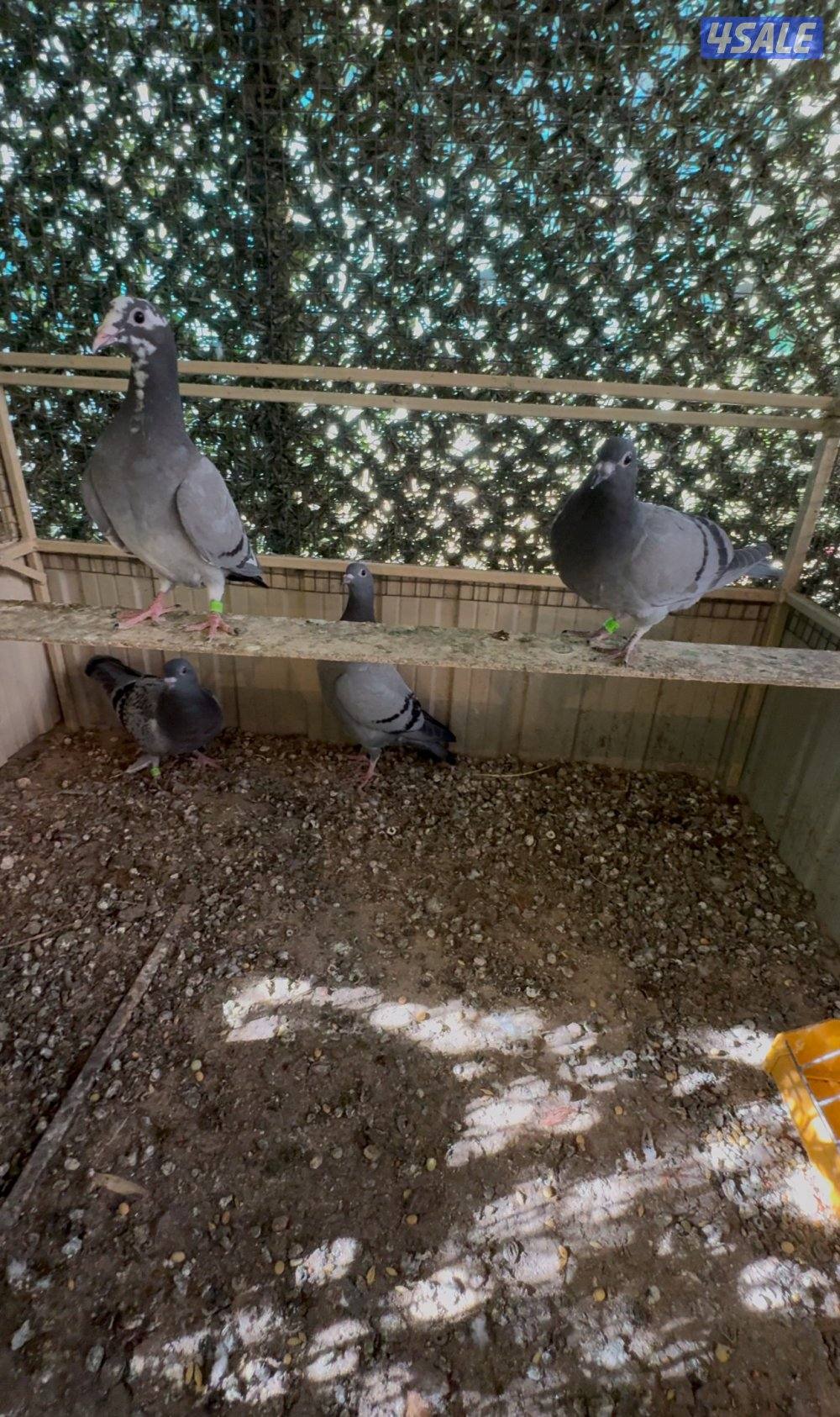 طبات حمام زاجل سباق اهلهم من AL-WAZZAN-lOFT  دماء ابطال بدون شهايد0