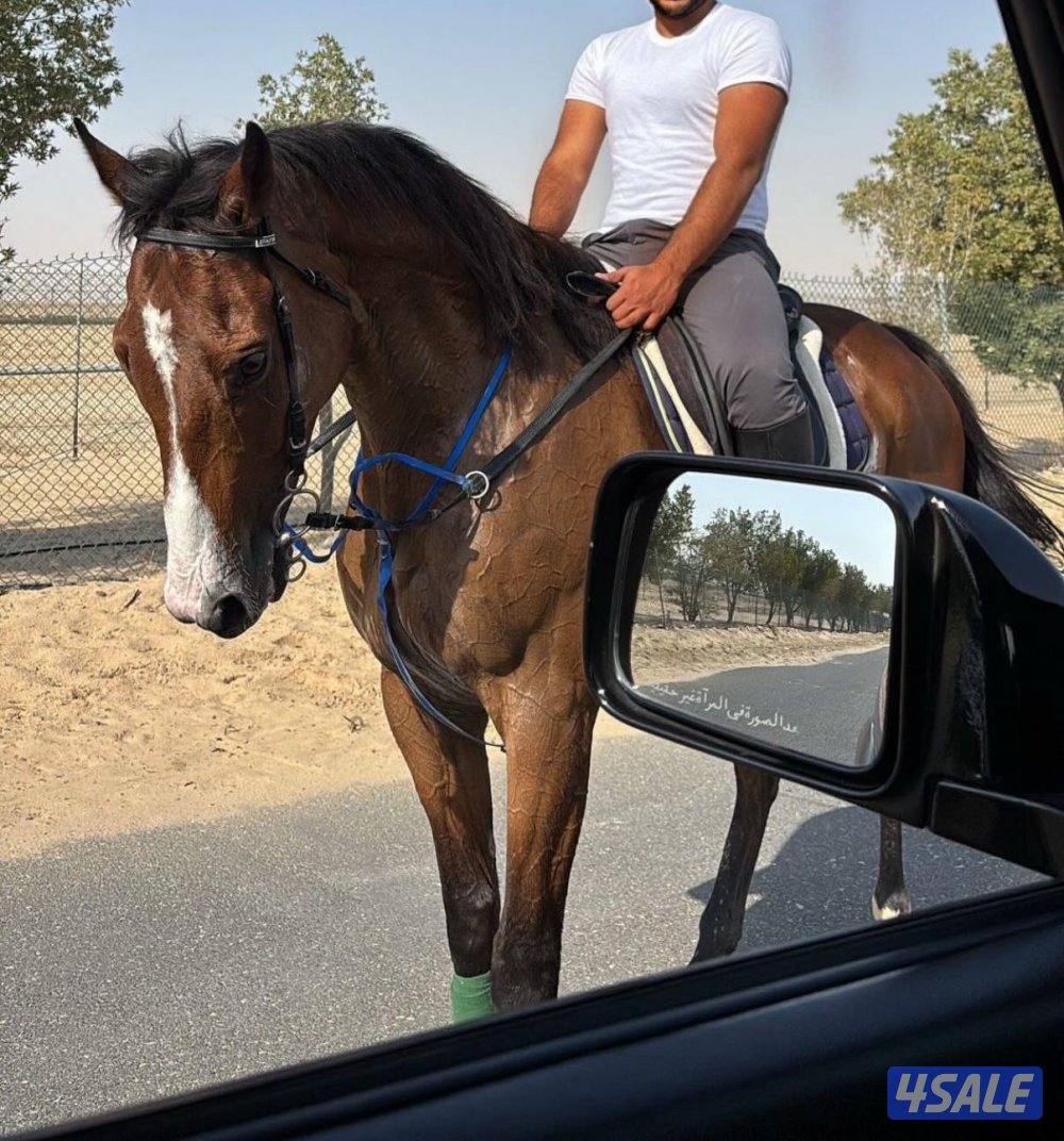 حصان إنجليزي0