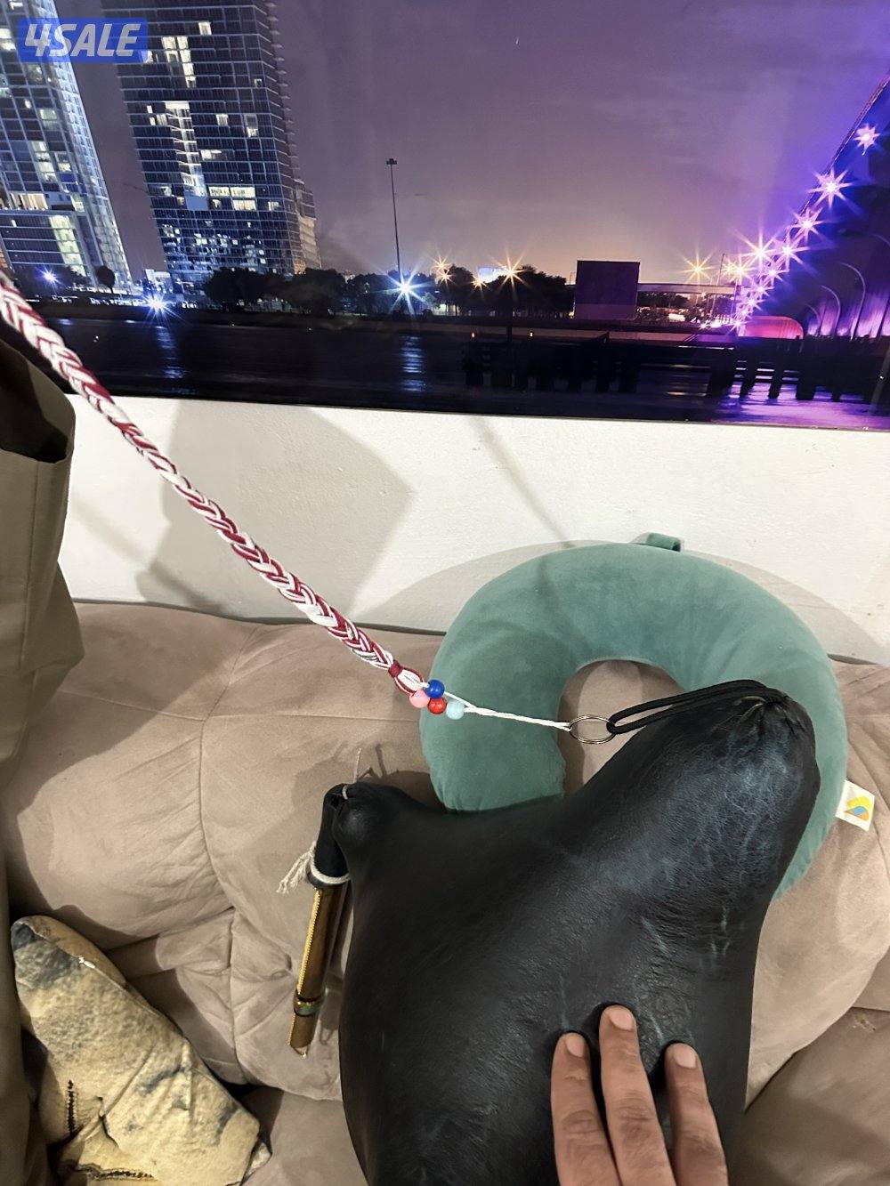 للبيع هبان ايراني بوشهري اصلي وارد ايران2