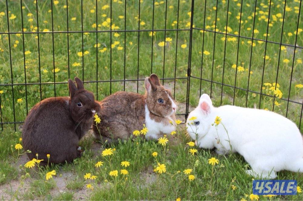 ازواج ارانب منتج0