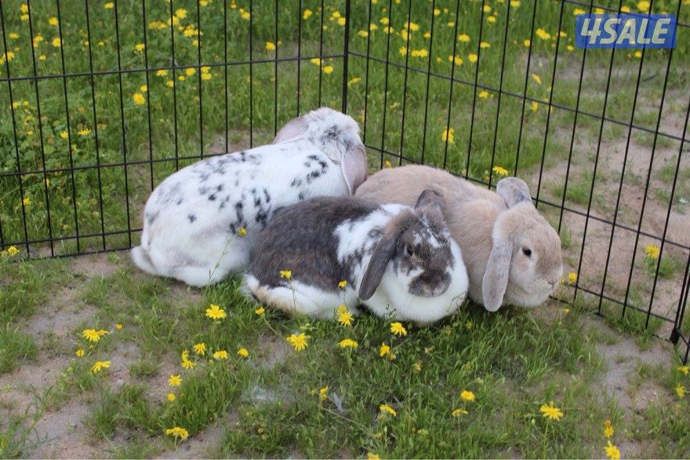 ازواج ارانب منتج3