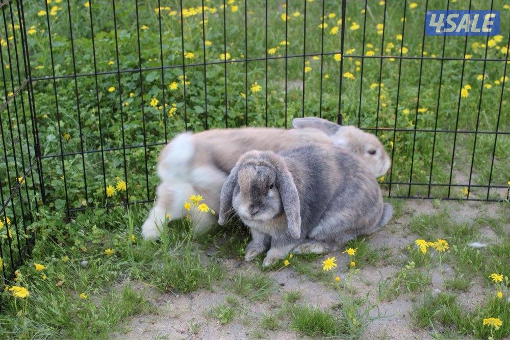 ازواج ارانب منتج4