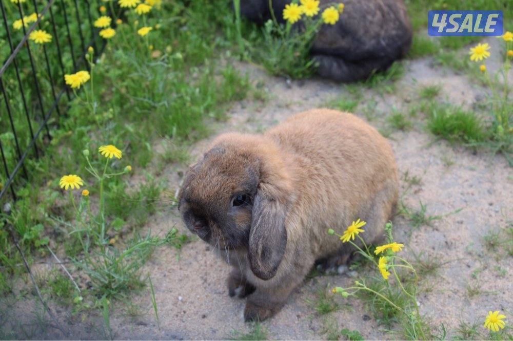 ازواج ارانب منتج6