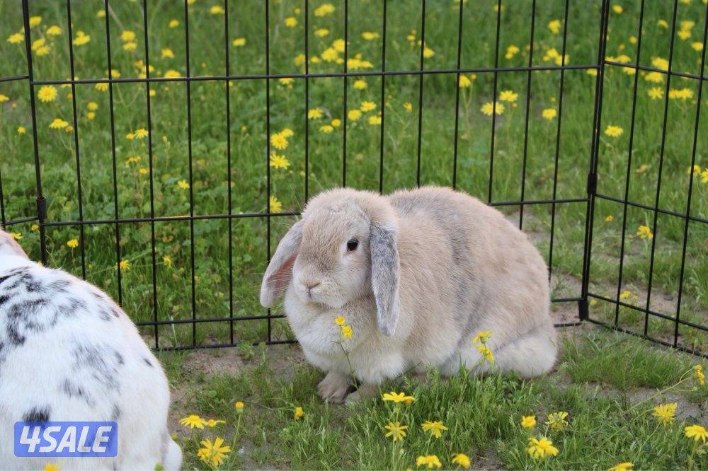 ازواج ارانب منتج7