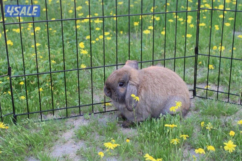 ازواج ارانب منتج10