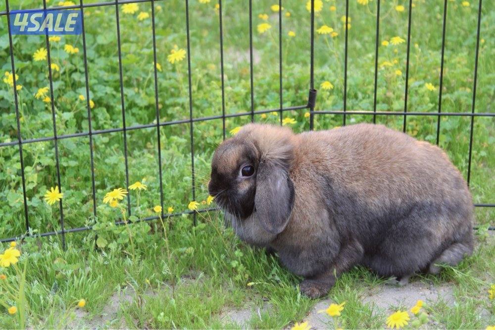 ازواج ارانب منتج11