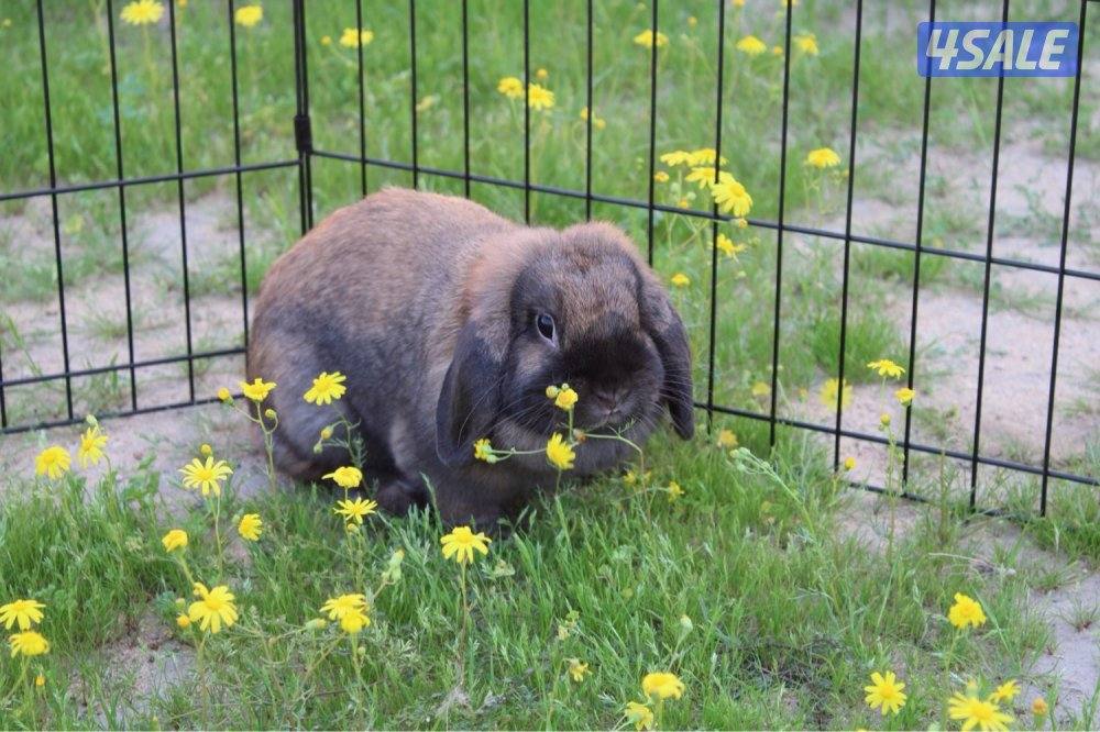 ازواج ارانب منتج12