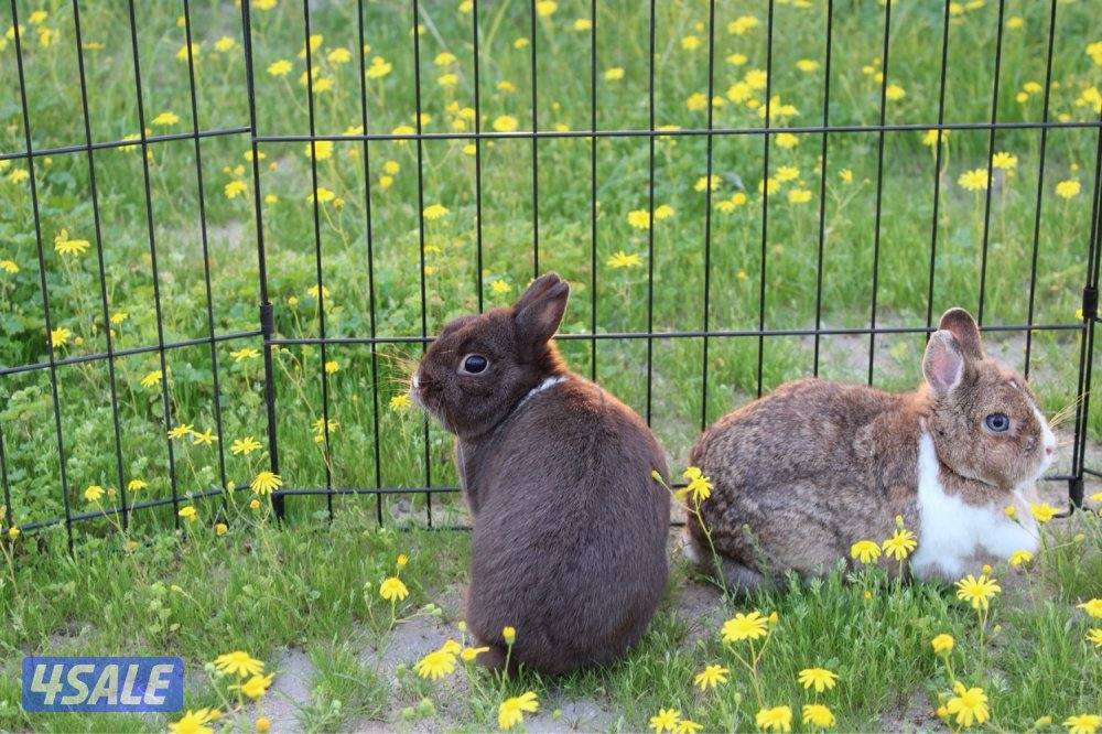 ازواج ارانب منتج13