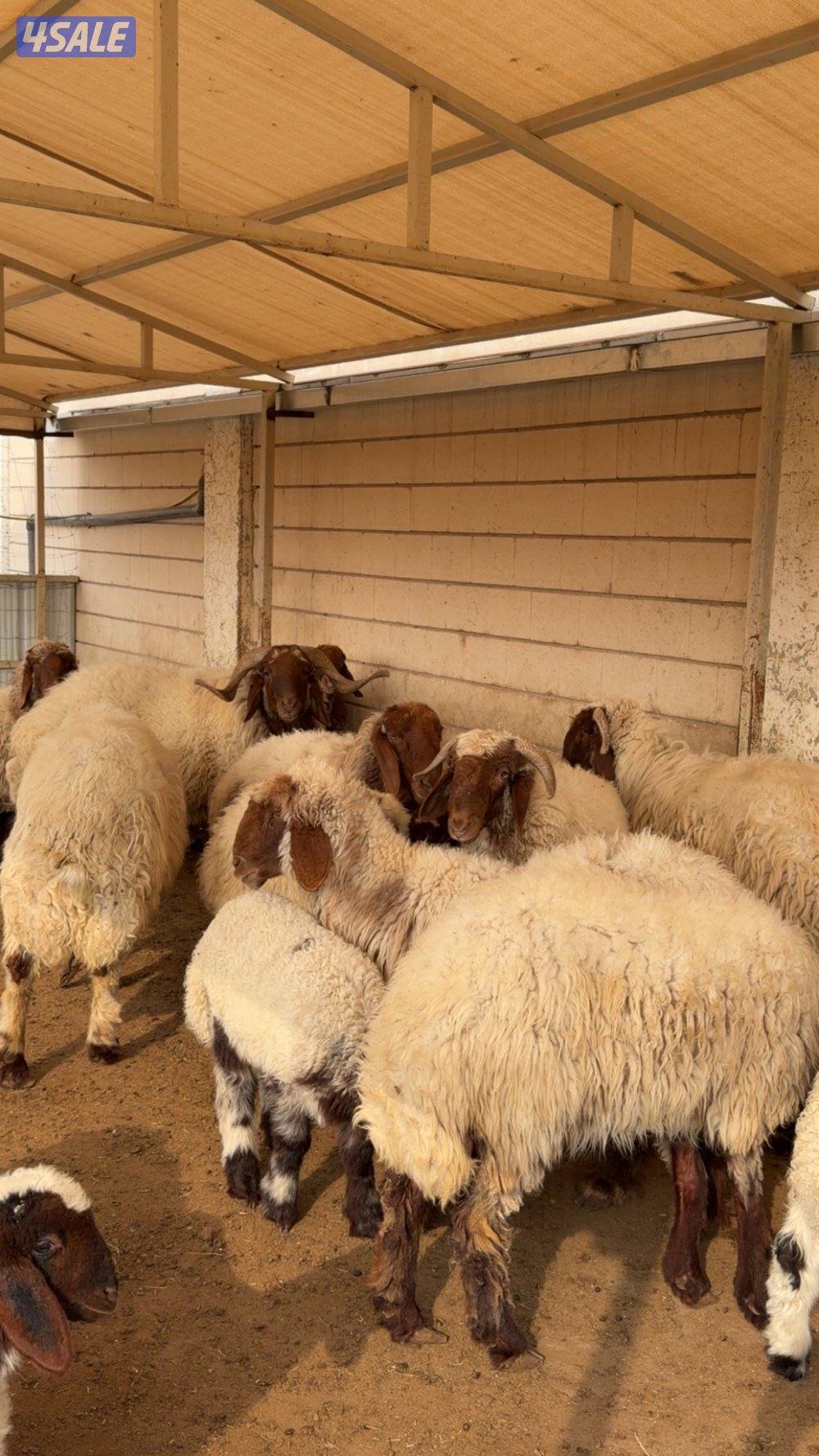 للبيع ١٨ راس غنم عربي ( صنف )0