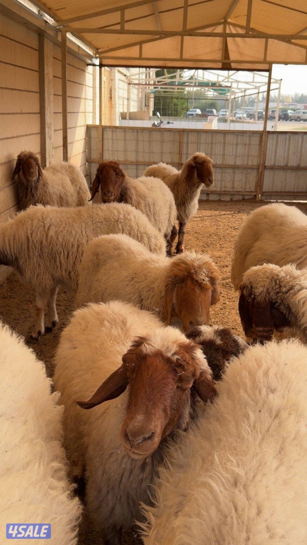 للبيع ١٨ راس غنم عربي ( صنف )1