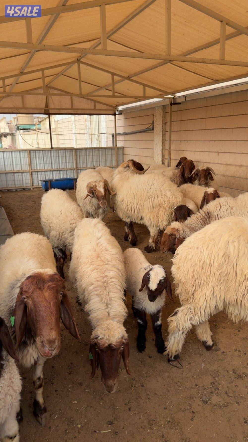 للبيع ١٨ راس غنم عربي ( صنف )2