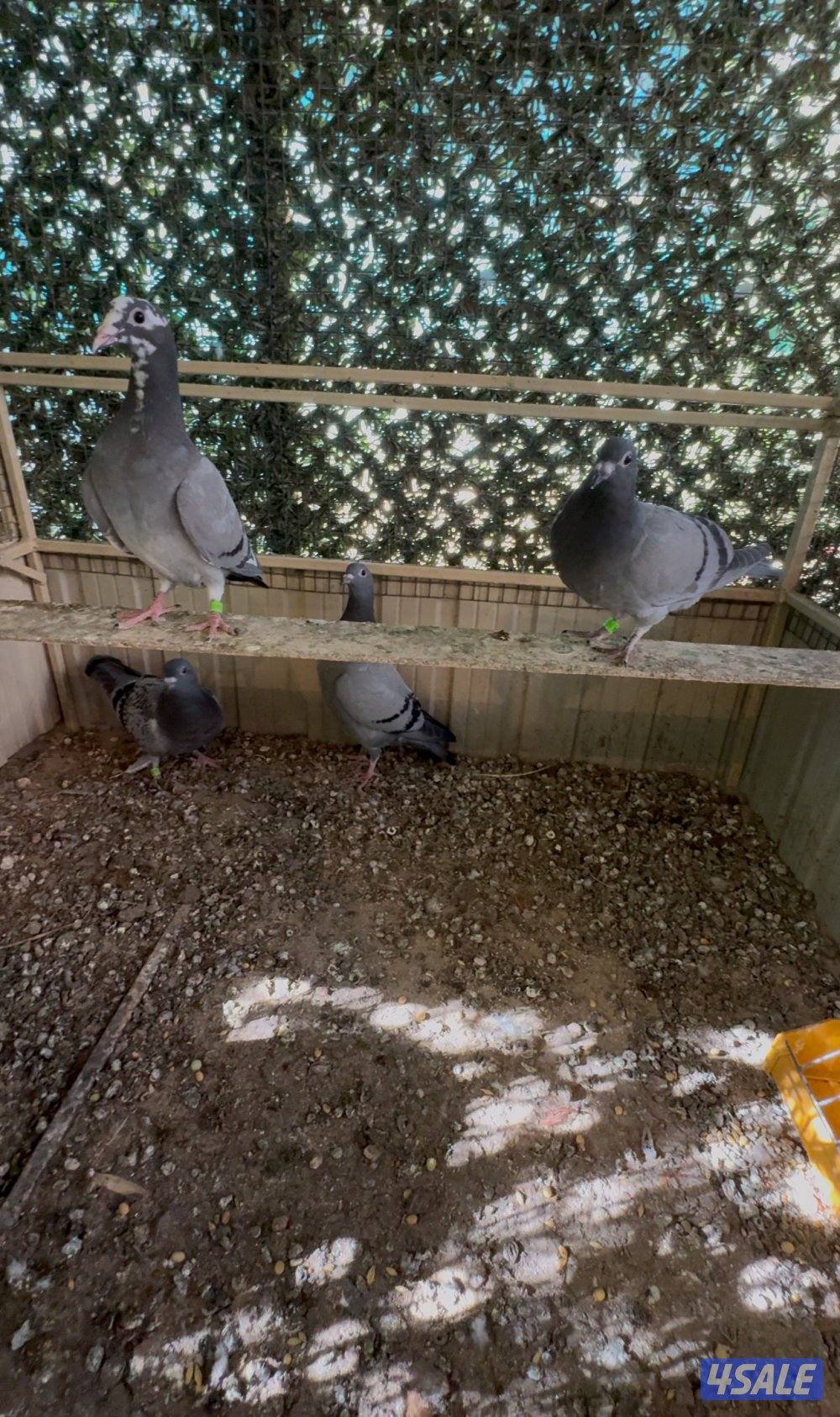 طبات حمام زاجل سباق اهلهم من AL-WAZZAN-lOFT  دماء ابطال بدون شهايد1