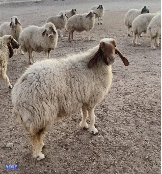 20راس عواس قريشيةنوادرغنم العراق مع فحل خصم الخصم 12دفيع 4توم سونارهم5