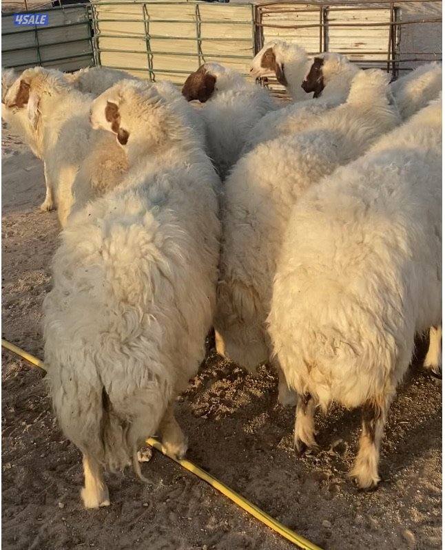 20راس عواس قريشيةنوادرغنم العراق مع فحل خصم الخصم 12دفيع 4توم سونارهم2