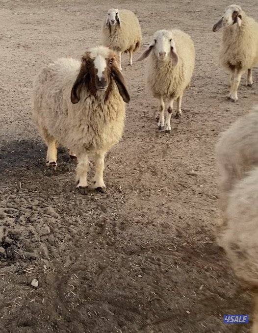 20راس عواس قريشيةنوادرغنم العراق مع فحل خصم الخصم 12دفيع 4توم سونارهم0
