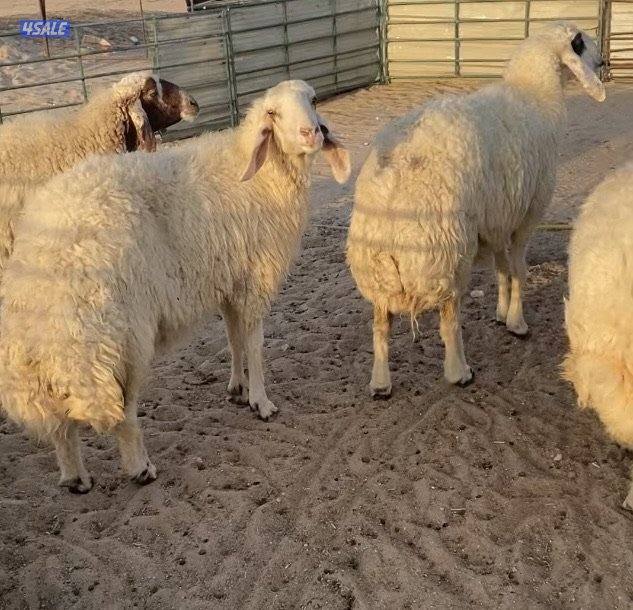 20راس عواس قريشيةنوادرغنم العراق مع فحل خصم الخصم 12دفيع 4توم سونارهم6