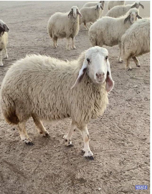 20راس عواس قريشيةنوادرغنم العراق مع فحل خصم الخصم 12دفيع 4توم سونارهم1