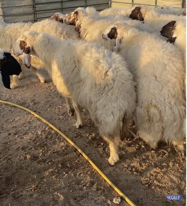 20راس عواس قريشيةنوادرغنم العراق مع فحل خصم الخصم 12دفيع 4توم سونارهم4