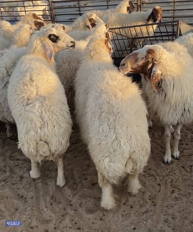 20راس عواس قريشيةنوادرغنم العراق مع فحل خصم الخصم 12دفيع 4توم سونارهم7