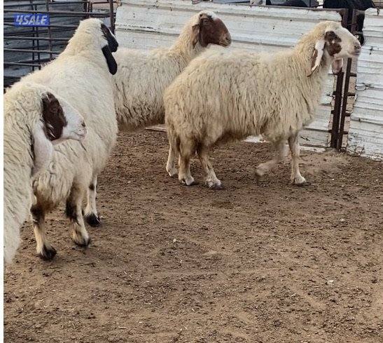 20راس عواس قريشيةنوادرغنم العراق مع فحل خصم الخصم 12دفيع 4توم سونارهم8