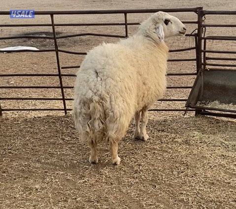 20راس عواس قريشيةنوادرغنم العراق مع فحل خصم الخصم 12دفيع 4توم سونارهم9