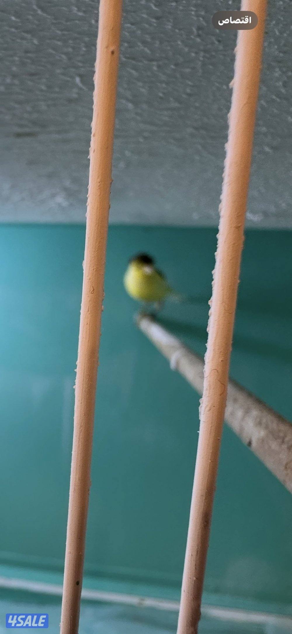 زوجين كناري تمبرادو  معه خانات تهم0