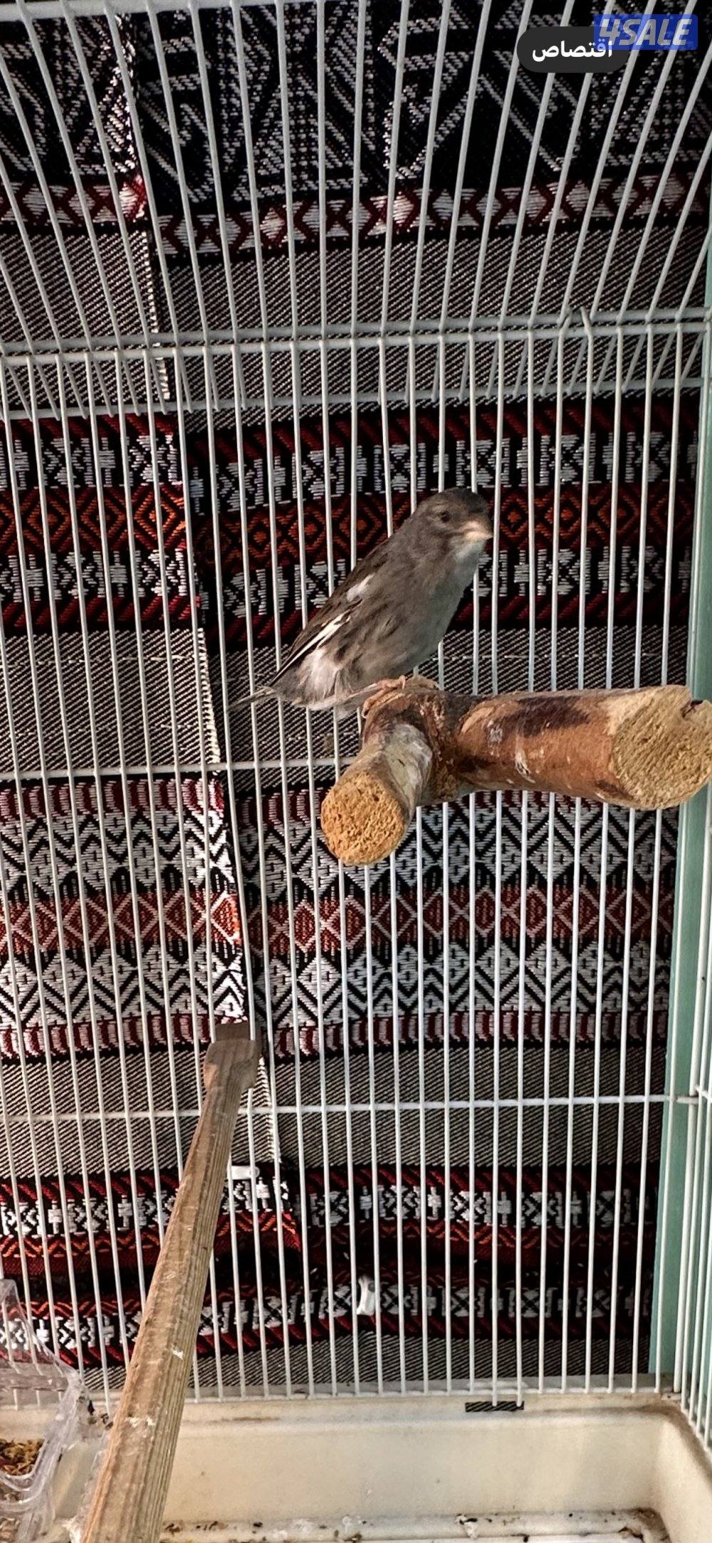 زوجين كناري تمبرادو  معه خانات تهم1