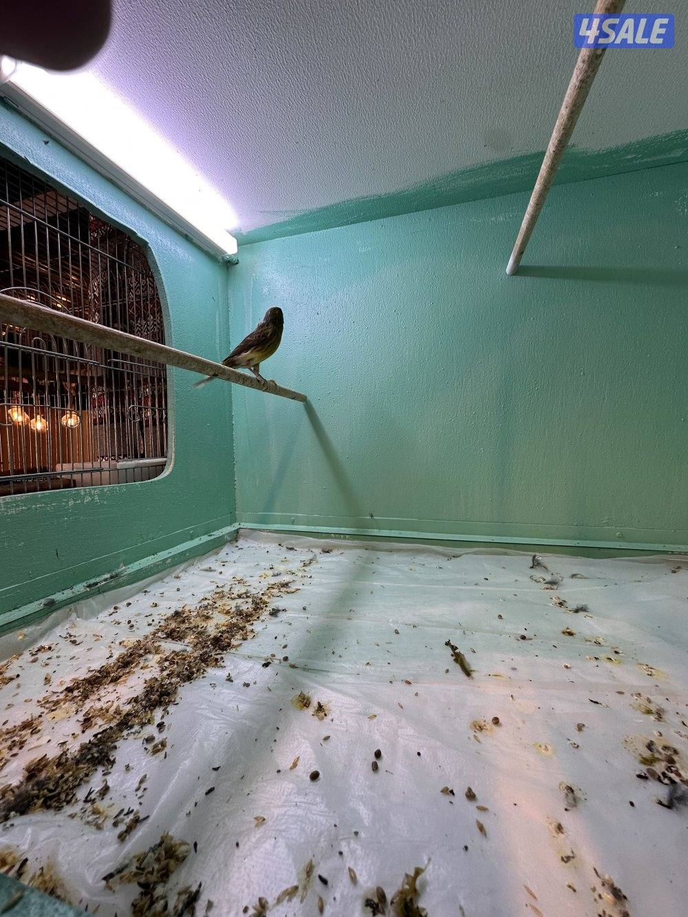 زوجين كناري تمبرادو  معه خانات تهم3