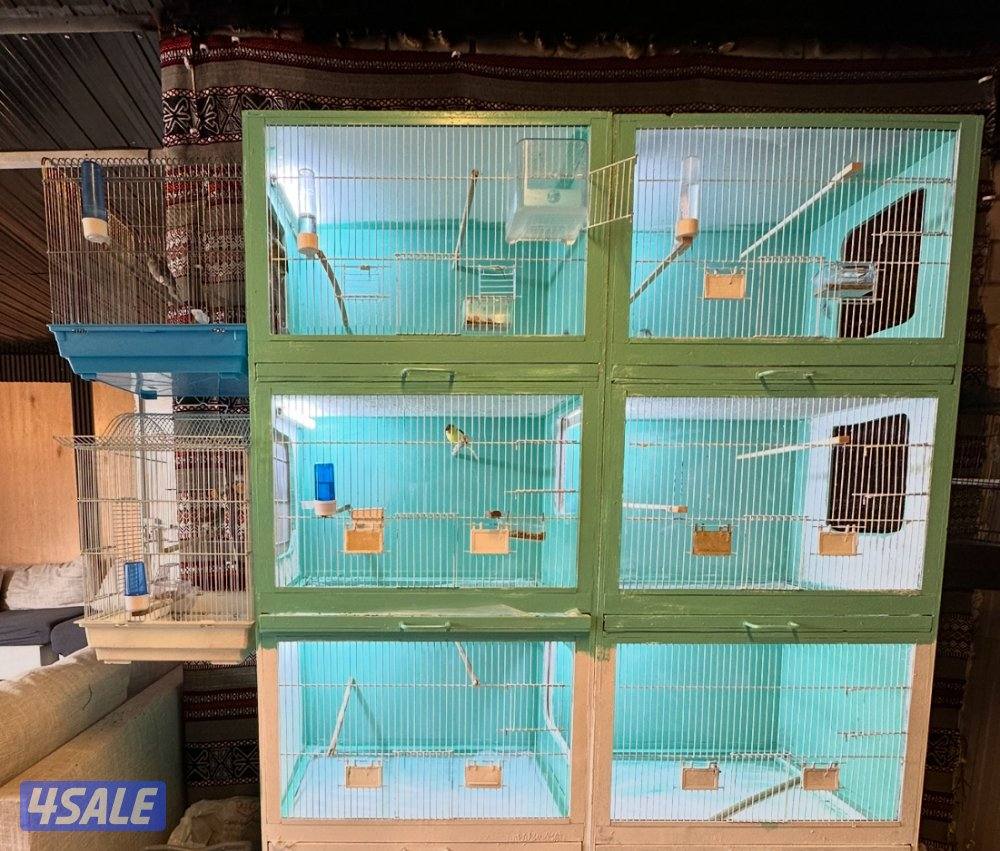 زوجين كناري تمبرادو  معه خانات تهم2