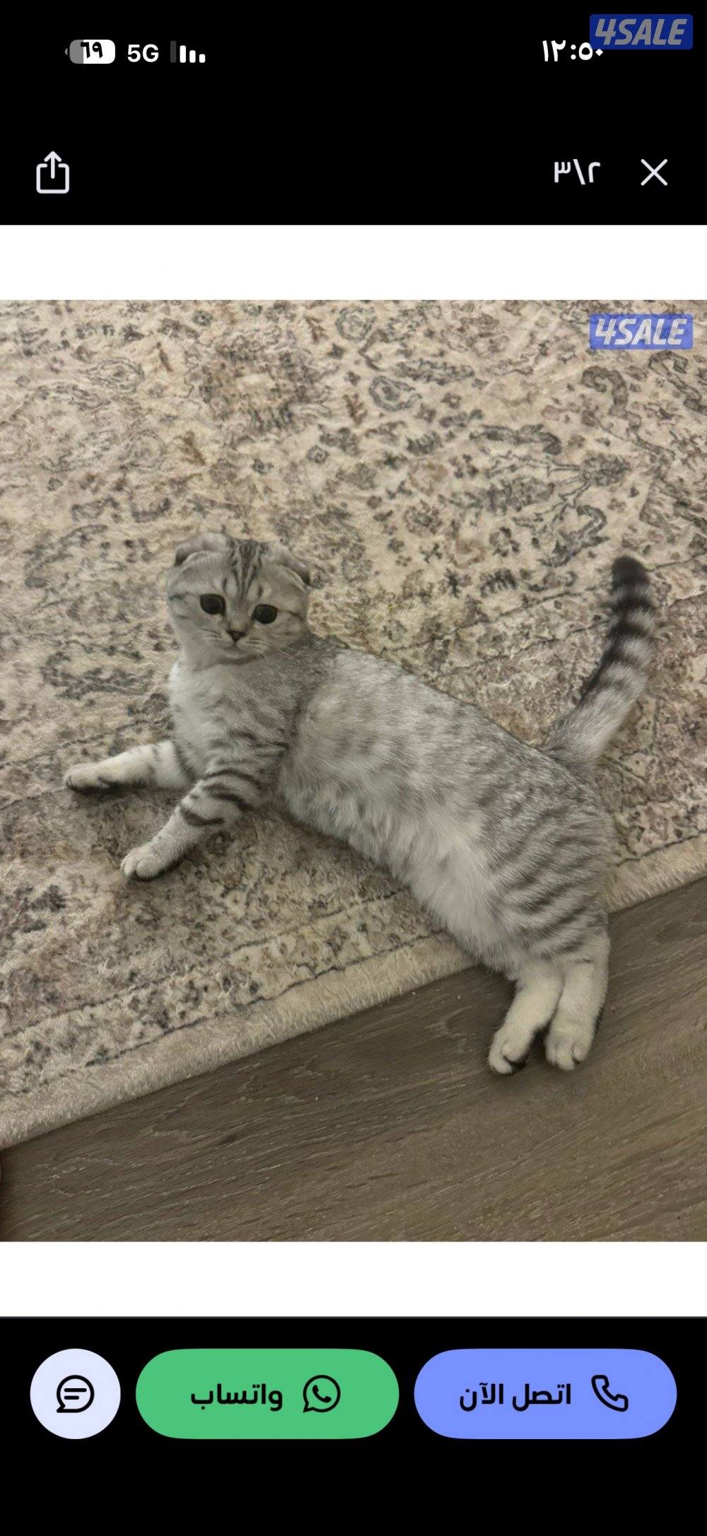 سكوتش فولد0