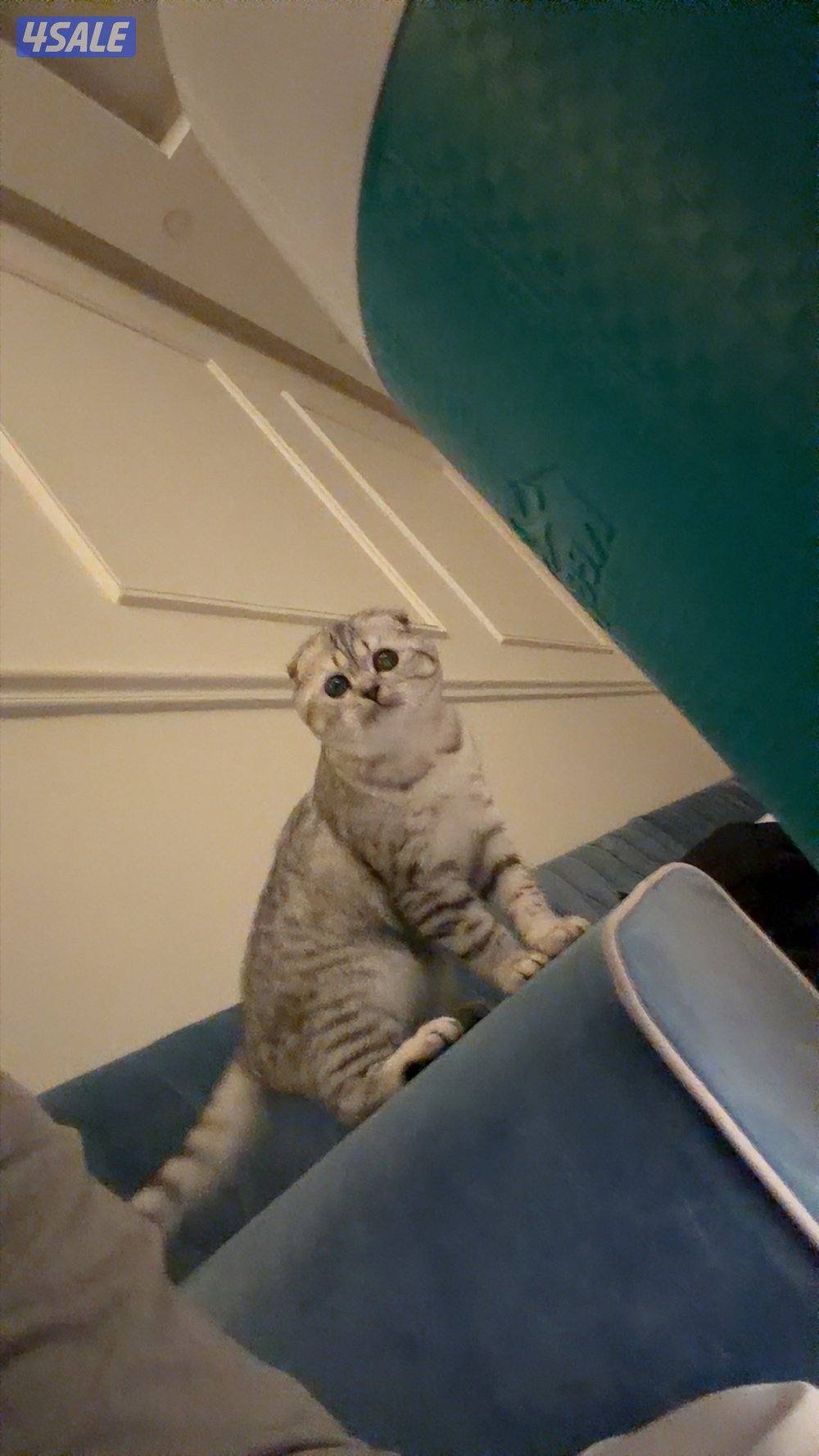 سكوتش فولد1