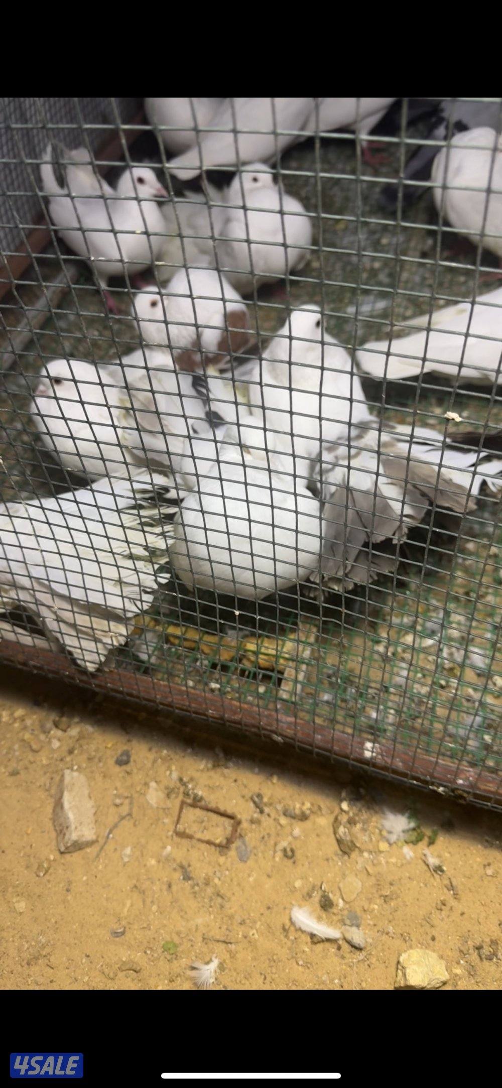 للبيع حمام شماسي صحه طيبه احجام زينه0