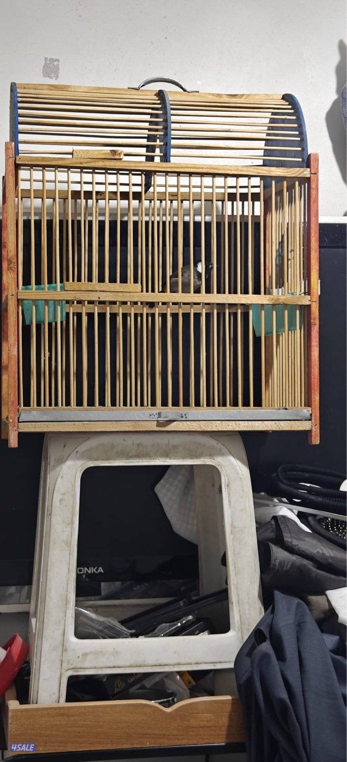 البيع بلبل ربوه قفص تغريد قوي0