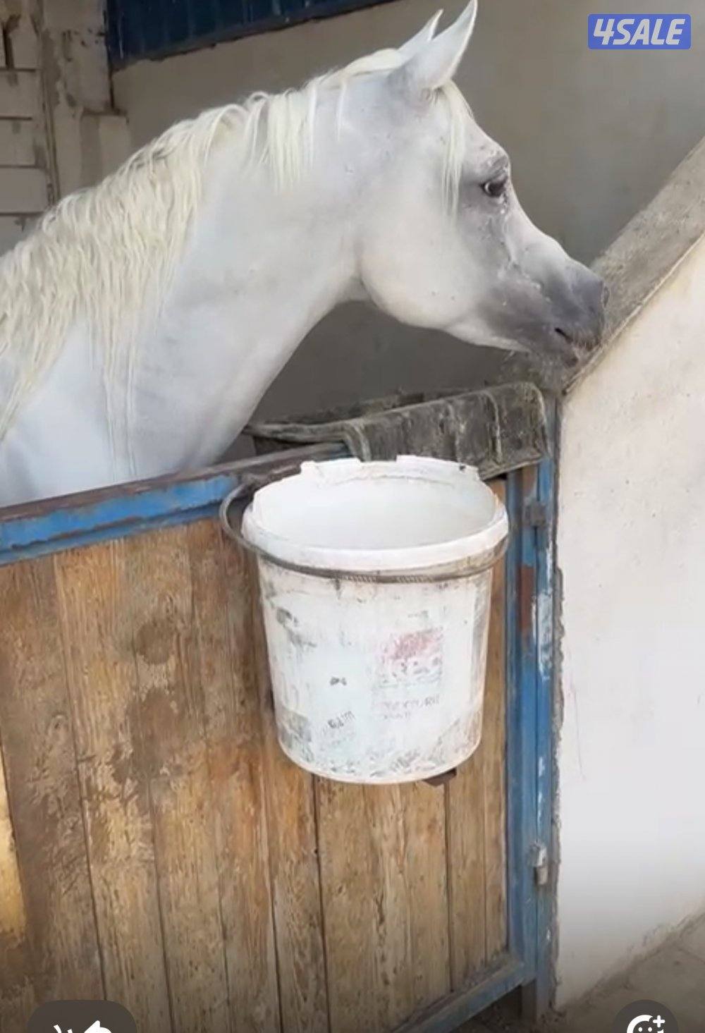 للبيع حصان عربي واهو سلم تحويل1