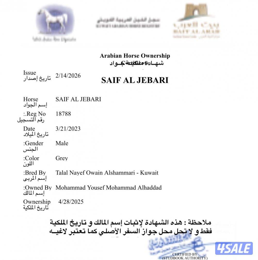 للبيع حصان عربي واهو سلم تحويل4