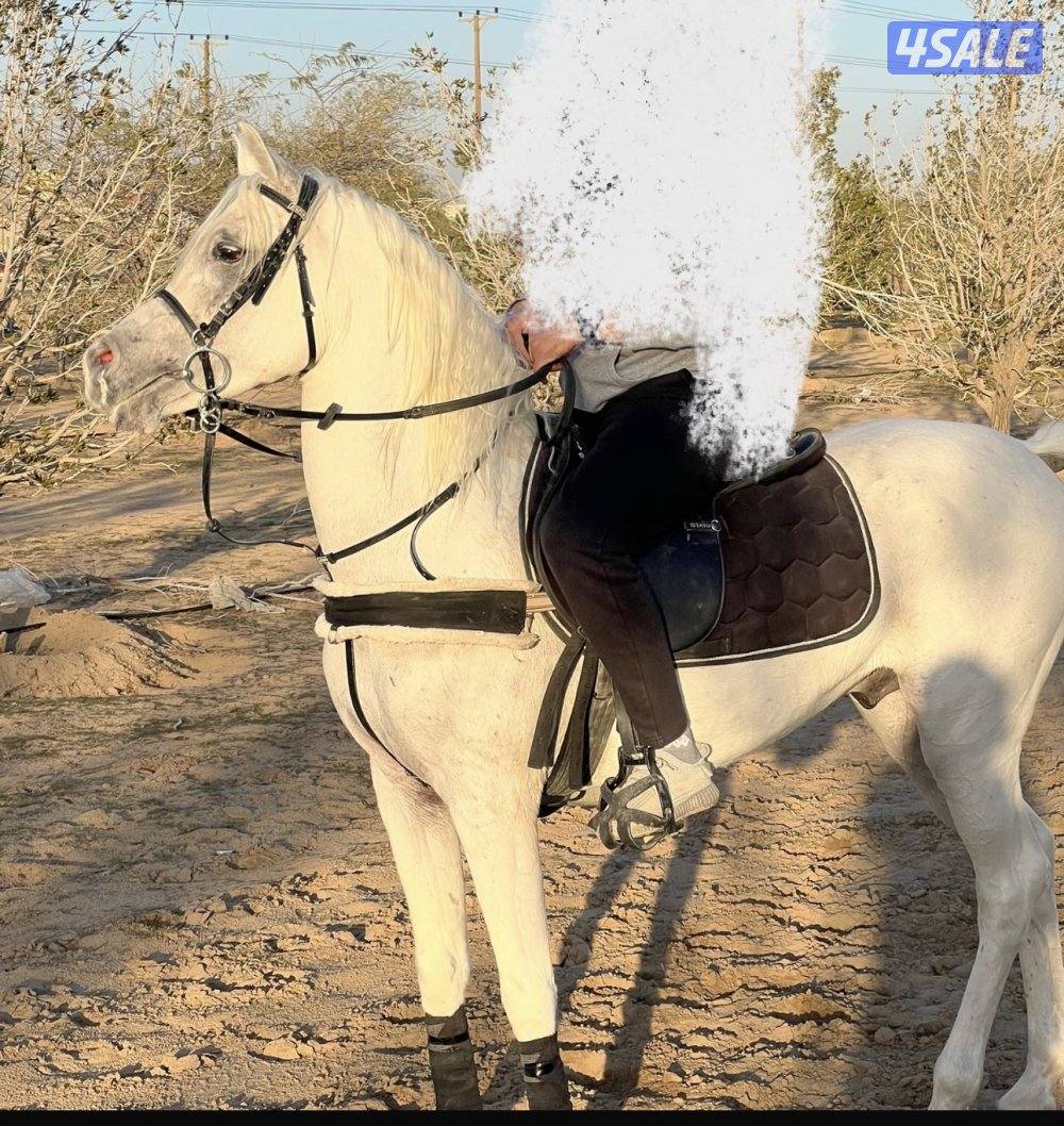 للبيع حصان عربي واهو سلم تحويل2