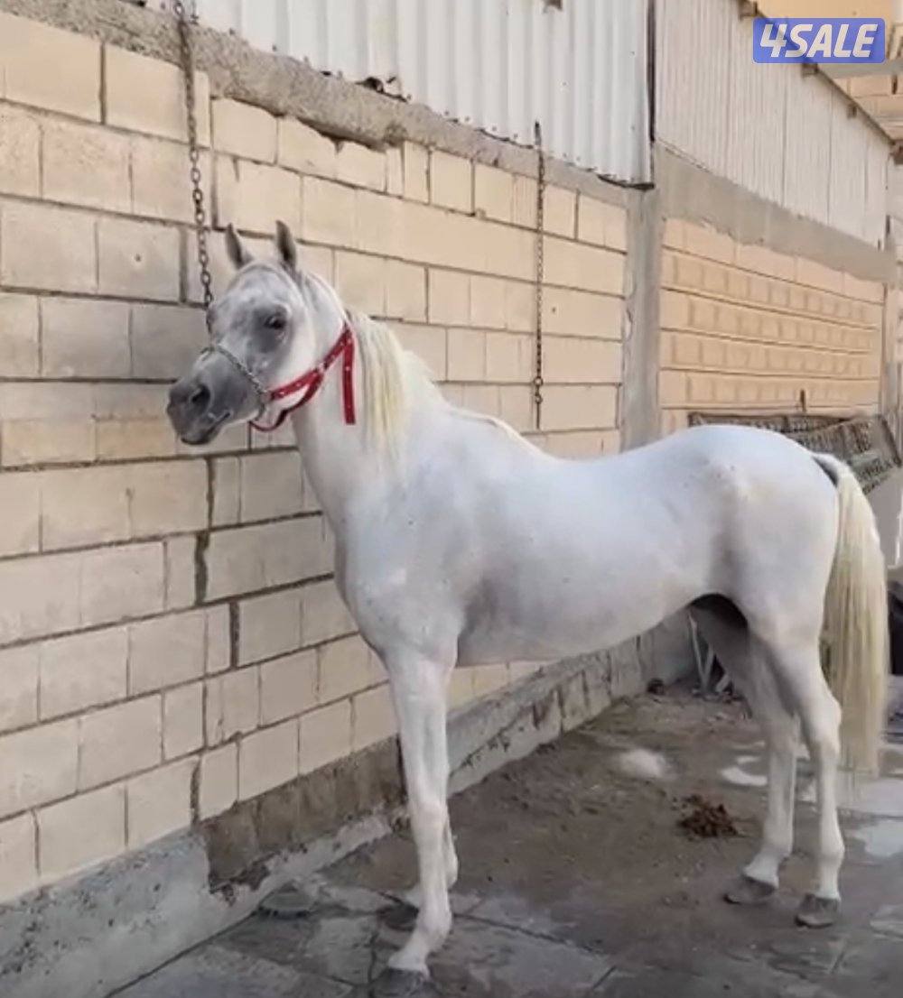 للبيع حصان عربي واهو سلم تحويل3